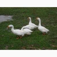 Продам гусиные гусят