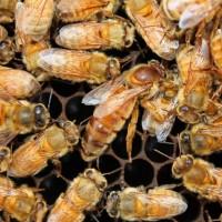 Продам матки ligustica итальянской породы