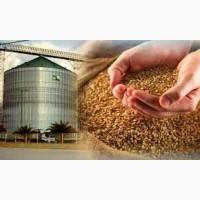 Продам крупу пшеничную 2, 3, Артек оптом