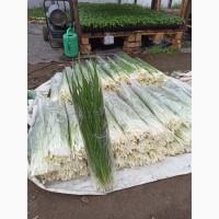 Продам Зелёный лук (перо)