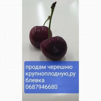 Продам черешню крупноплодную качество экспортное
