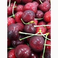 Продам черешню крупноплодную качество экспортное