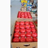 Продам помидор тепличный