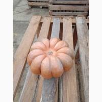 Продам тыкву, Мускат де Прованс