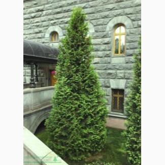Хвойные растения. Туя Смарагд от 150 грн