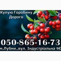 Закуповуємо ягоду горобини!Дорого