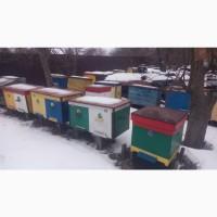 Продам 10 Бджолосімей породи Українська Степова