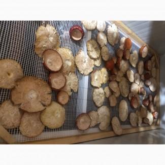Продам шапки червоних мухоморів