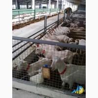 Стійлове обладнання для утримання кіз та овець