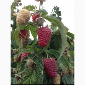 Куплю ягоди на заморозку : малина ранніх та пізніх сортів