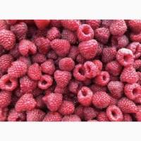 Куплю ягоди на заморозку : малина ранніх та пізніх сортів