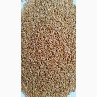 Пшениця тверда (дворучка)- БГ Дуріамо 2С (BG Duriamo 2S)