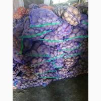 Продам товарну картоплю