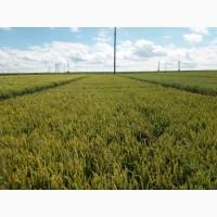 Ультрарання озима пшениця, насіння