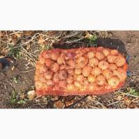 Продам лук Штутгарт на перо