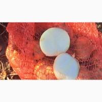 Продам лук Штутгарт на перо