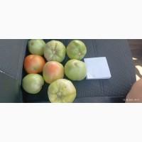 Продам зелений помідор