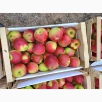 Продам Яблуко Гала