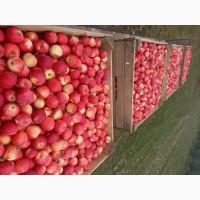 Продам Яблуко Гала