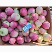 Продам Яблуко Гала