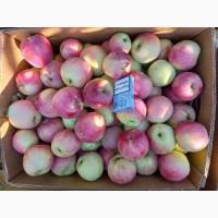 Продам Яблуко Гала