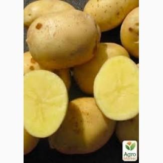 Насіннєва картопля Арізона Волинська область купити для посадки, роздріб від 10 кг