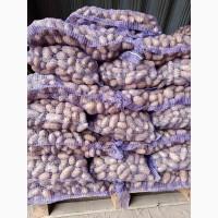 Продам товарну картоплю сорт Гранада та Белороса