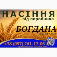 Пшениця озима Богдана