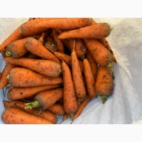 Продам морковку