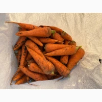 Продам морковку