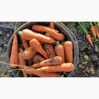 Продам морковку
