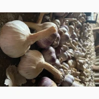 Продам часник сорт Любаша