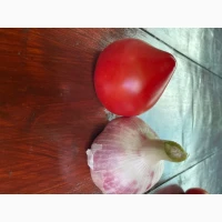 Продам часник сорт Любаша