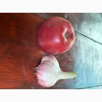 Продам часник сорт Любаша