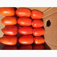 Продам помідор томат сливка