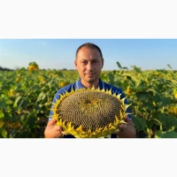 Кондитерський соняшник Геркулес 40ц/га. 115 днів, стійкий до шести рас вовчка A-F