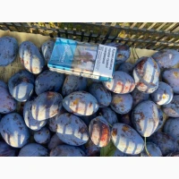 Продам сливу