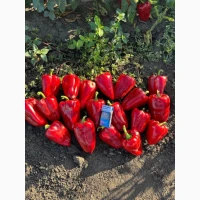 Продам перець