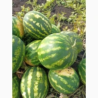 Продам кавун сорт Продюсер
