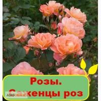 Розы. Саженцы роз