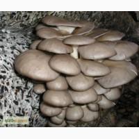 Готовые грибные блоки вешанки