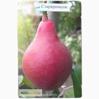 Груша Старкримсон саженцы