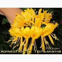 Продам саженцы текомы (кампсиса)