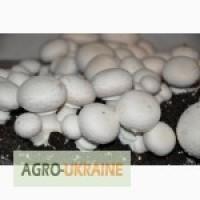 Продам гриби шампіньони, свіжі. Оптом і в роздріб