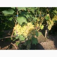 Продам виноград столових сортов Анюта Лівія Софія Преопраженіе Рембо Байконур