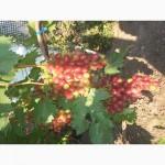 Продам виноград столових сортов Анюта Лівія Софія Преопраженіе Рембо Байконур