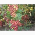 Продам виноград столових сортов Анюта Лівія Софія Преопраженіе Рембо Байконур