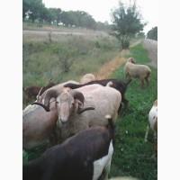 Продам баранину.овечью и козью брынзу