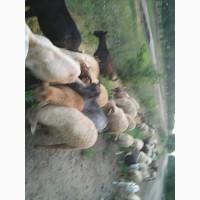Продам баранину.овечью и козью брынзу
