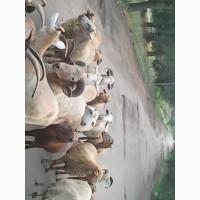 Продам баранину.овечью и козью брынзу